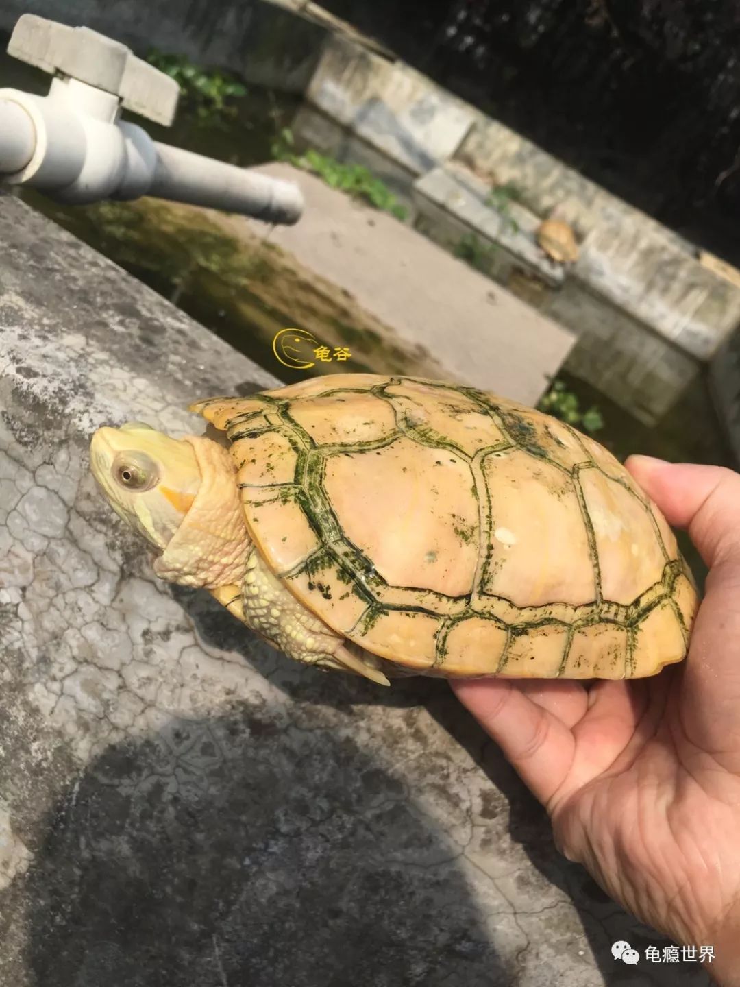 黄化种公 黄化种公