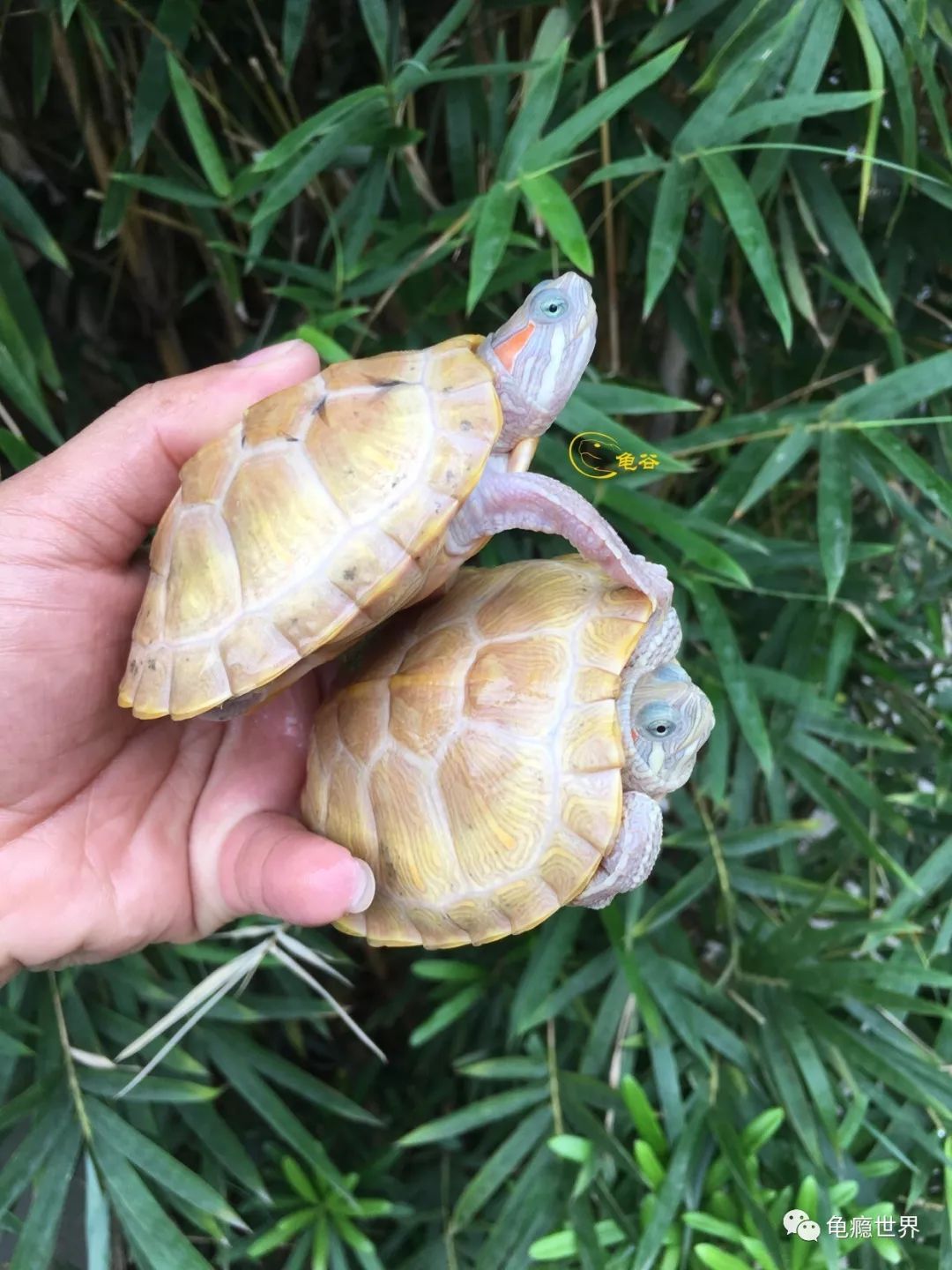 黄化巴西2 黄化巴西2