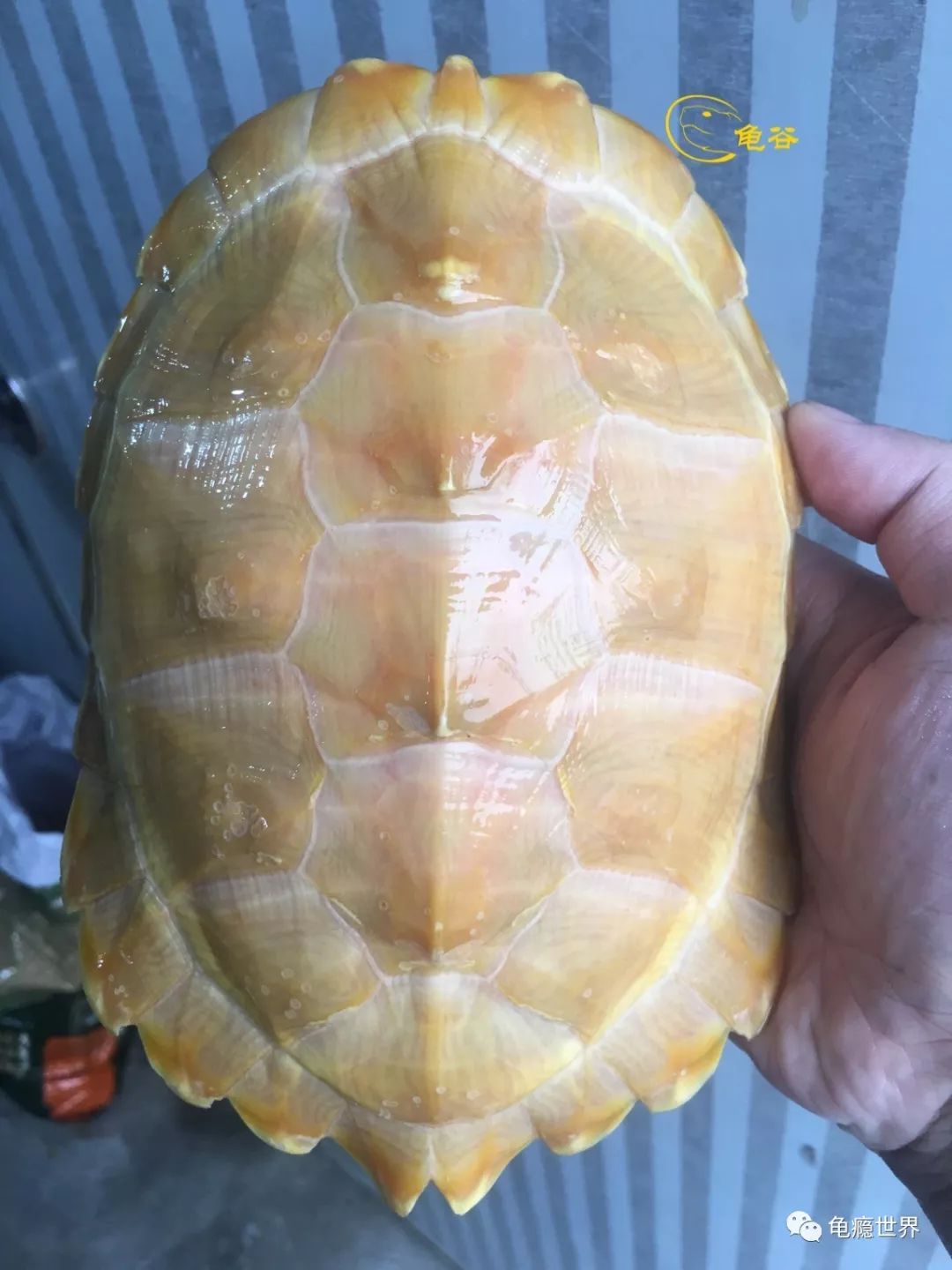 黄化亚成体2 黄化亚成体2
