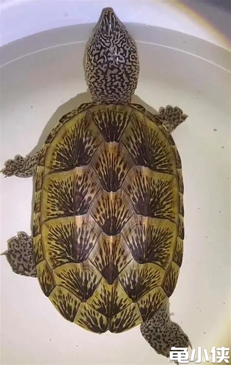 墨蛋龟1