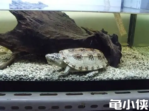墨蛋龟4