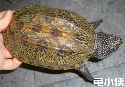 墨蛋龟5