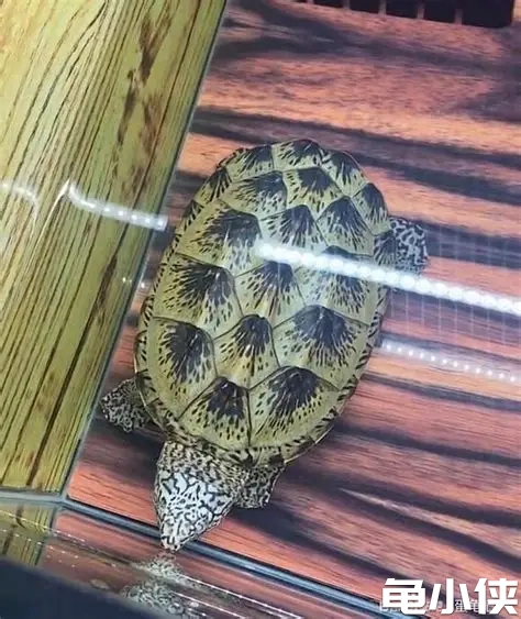 墨蛋龟
